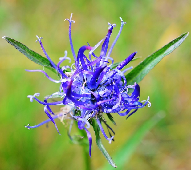 zerva hlavičkatá Phyteuma orbiculare L.