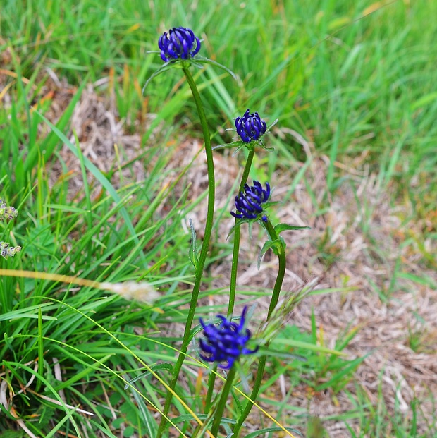 zerva hlavičkatá Phyteuma orbiculare L.