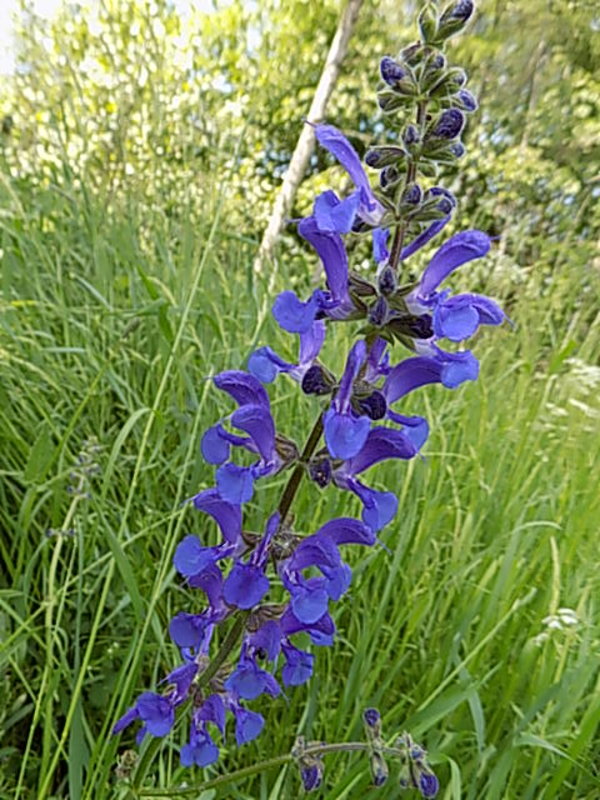 šalvia lúčna Salvia pratensis L.