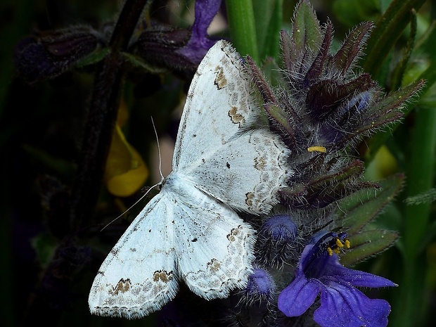 piadica okrášlená (sk) / vlnopásník okrášlený (cz) Scopula ornata Scopoli, 1763