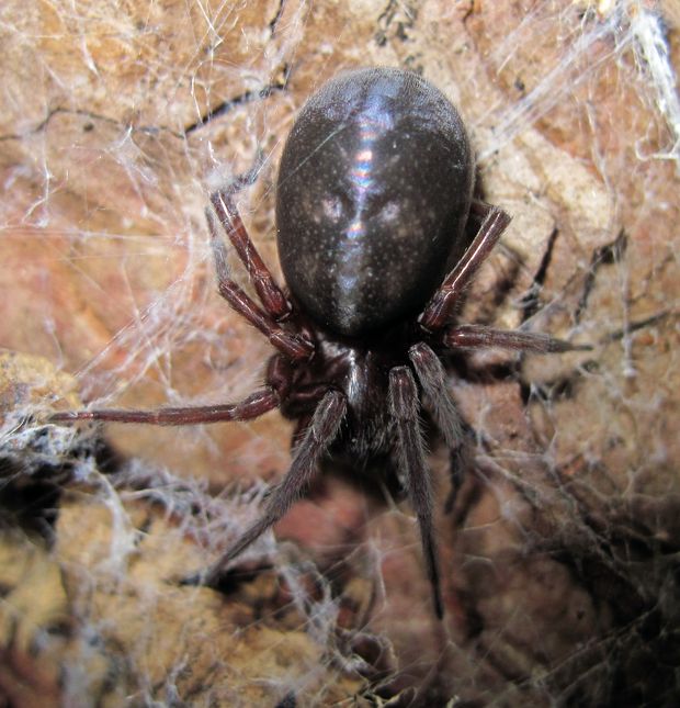 pradiarka dvojbodková Steatoda bipunctata L.