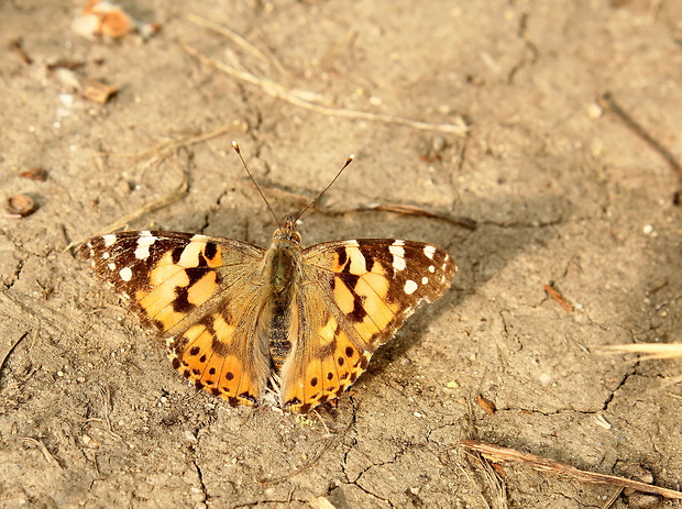 babôčka bodliakova Vanessa cardui