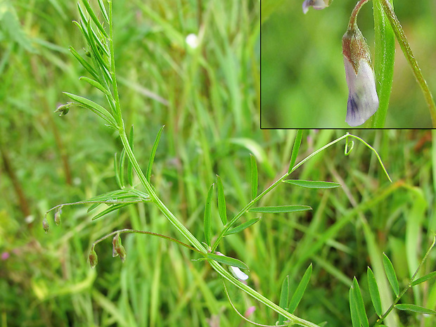 vika štvorsemenná Vicia tetrasperma (L.) Schreb.