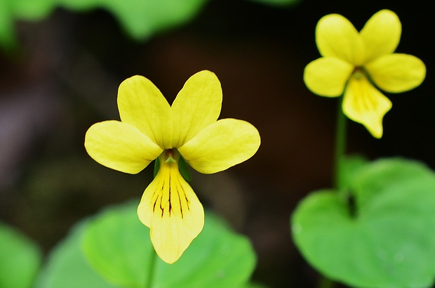 fialka dvojkvetá Viola biflora L.