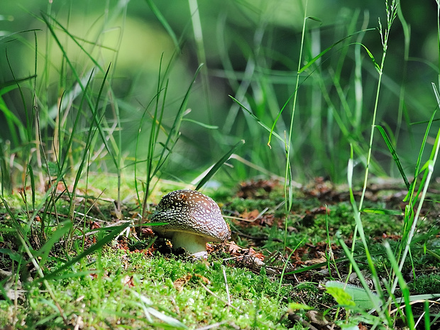 muchotrávka tigrovaná Amanita pantherina (DC.) Krombh.