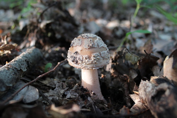 muchotrávka červenkastá Amanita rubescens Pers.