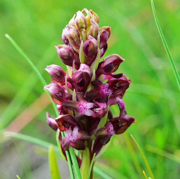 červenohlav ploštičný Anacamptis coriophora (L.) R. M. Bateman, A. M. Pringeon & M. W. Chase