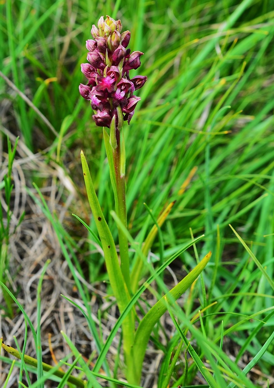 červenohlav ploštičný Anacamptis coriophora (L.) R. M. Bateman, A. M. Pringeon & M. W. Chase