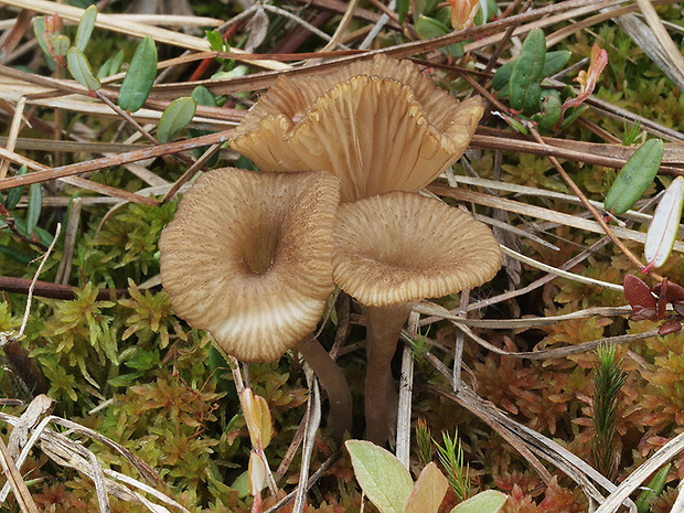 kalichovka rašelinníková Arrhenia sphagnicola (Berk.) Redhead, Lutzoni, Moncalvo & Vilgalys