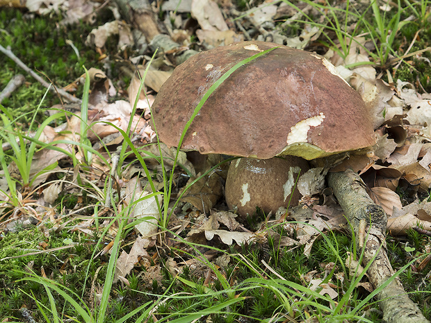 hríb sosnový Boletus pinophilus Pil. et Dermek in Pil.