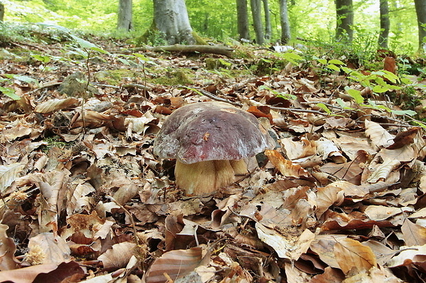 hríb sosnový Boletus pinophilus Pil. et Dermek in Pil.