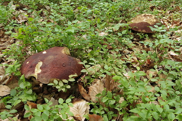 hríb sosnový Boletus pinophilus Pil. et Dermek in Pil.