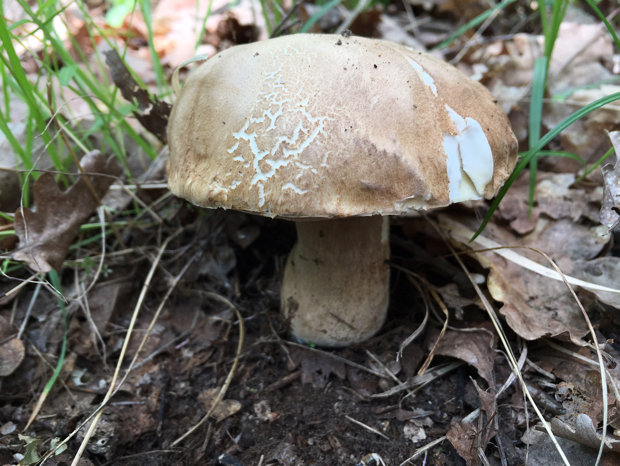 hríb dubový Boletus reticulatus Schaeff.