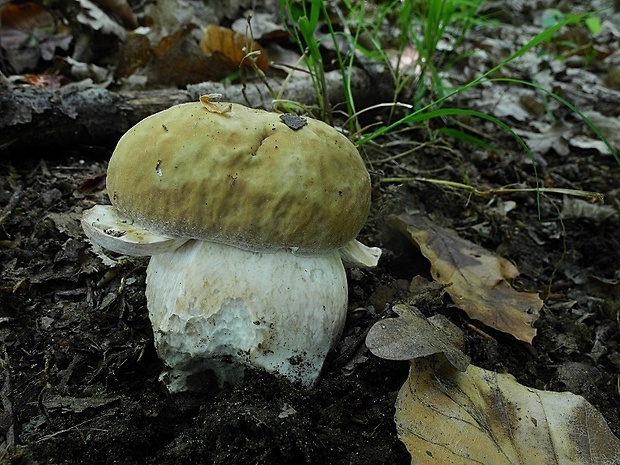 hríb dubový Boletus reticulatus Schaeff.