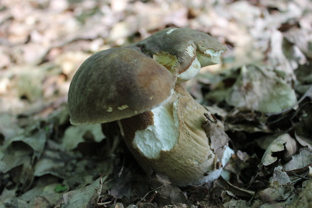 hríb dubový Boletus reticulatus Schaeff.