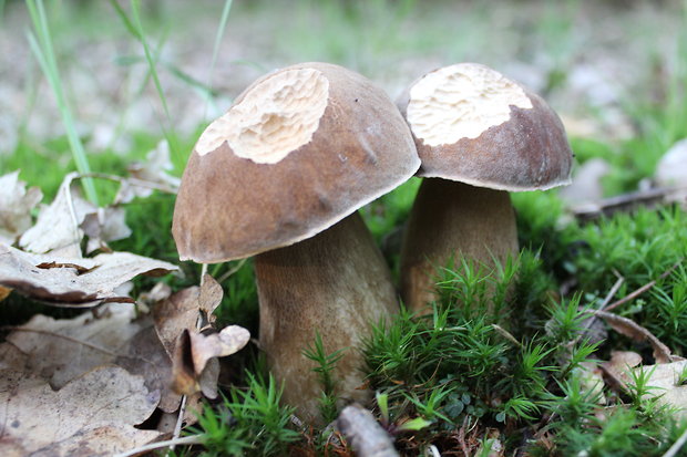 hríb dubový Boletus reticulatus Schaeff.