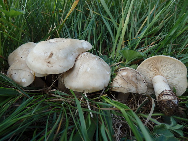 čírovnica májová Calocybe gambosa (Fr.) Donk