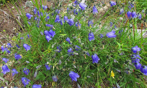 zvonček tatranský Campanula tatrae Borbás