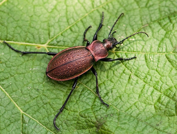 bystruška Carabus obsoletus