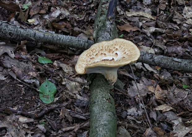 trúdnik šupinatý Cerioporus squamosus (Huds.) Quél.