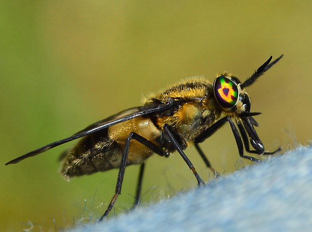 ovadík dotieravý Chrysops relictus  (Tabanidae)