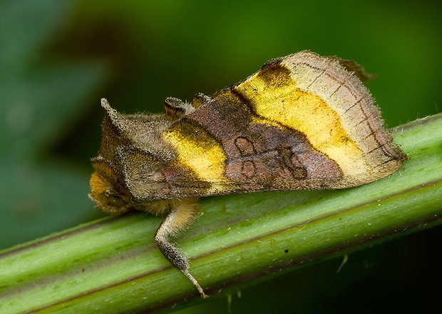 mora zlatistá Diachrysia chrysitis