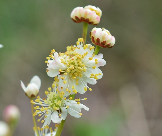 túžobník obyčajný Filipendula vulgaris Moench