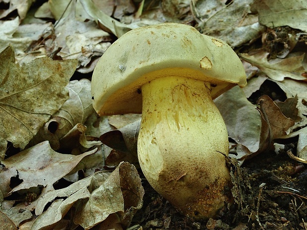 hríb plavý Hemileccinum impolitum (Fr.) Šutara