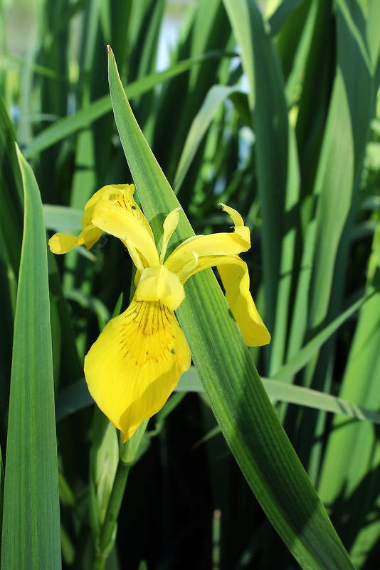 kosatec žltý Iris pseudacorus L.