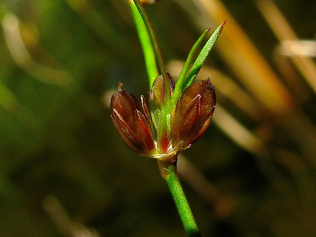 sitina cibuľkatá Juncus bulbosus L.