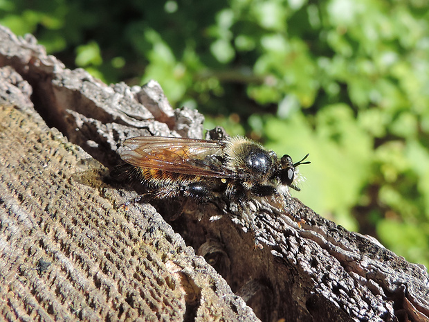 muchárka žltá / roupec žlutý Laphria flava Linnaeus, 1761