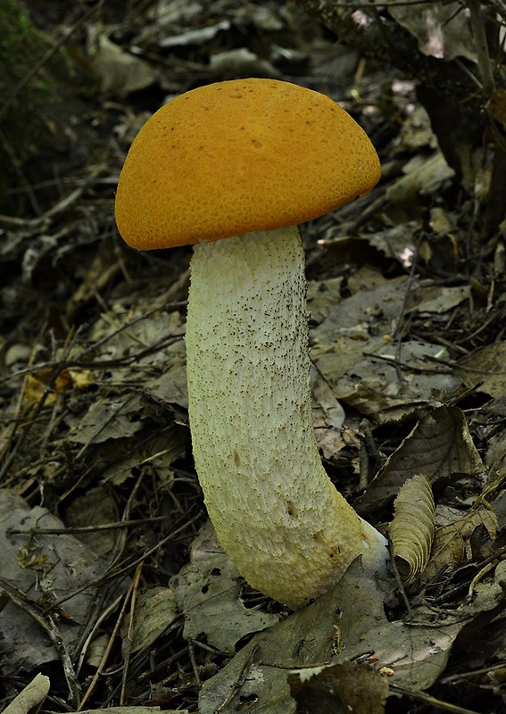 kozák osikový Leccinum albostipitatum den Bakker & Noordel.