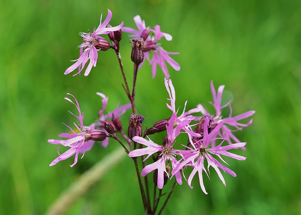 kukučka lúčna Lychnis flos-cuculi L.