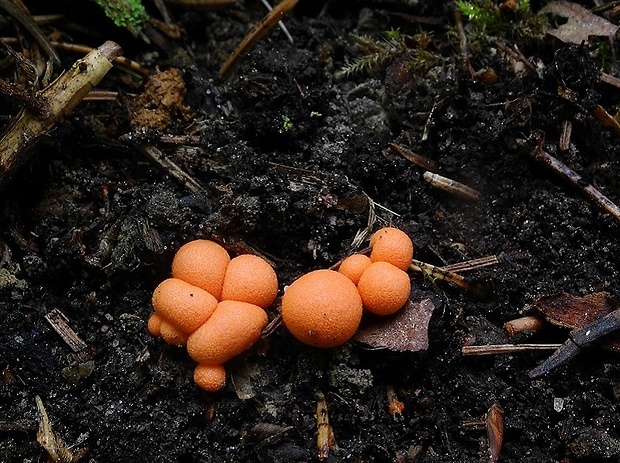 vlčinka Lycogala sp.