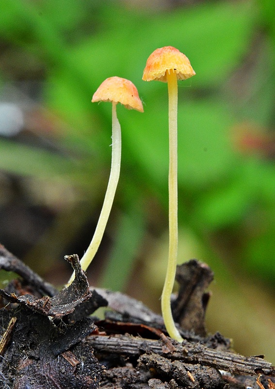 prilbička ihličková Mycena acicula (Schaeff.) P. Kumm.