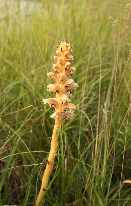 záraza alsaská Orobanche alsatica Kirschl.