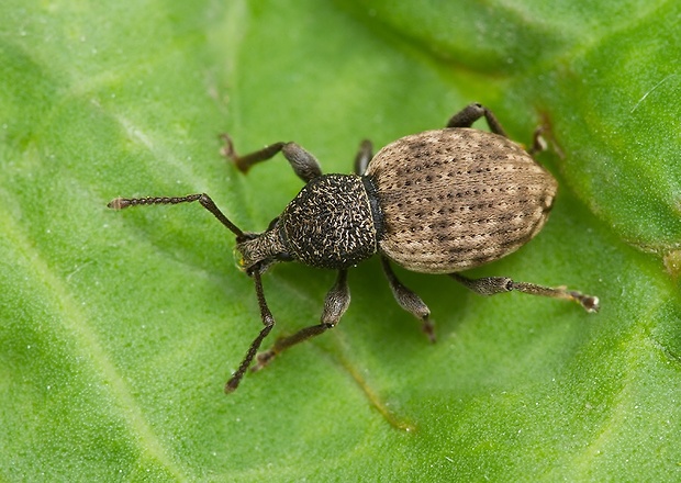 . Otiorhynchus raucus