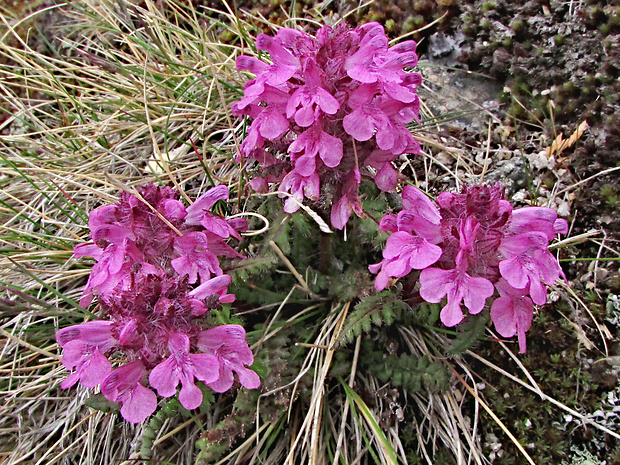 všivec praslenatý Pedicularis verticillata L.