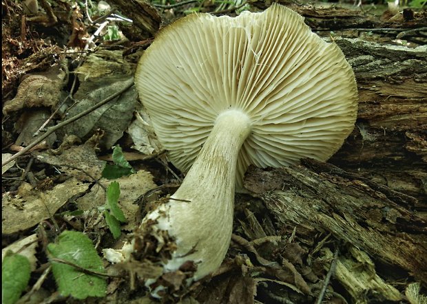 štítovka Pluteus sp.