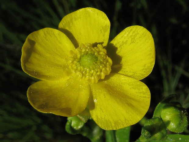 iskerník veľký Ranunculus lingua L.