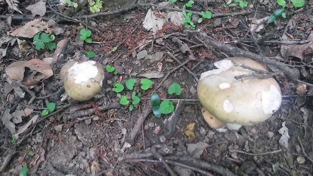 plávka zelenkastá Russula virescens (Schaeff.) Fr.