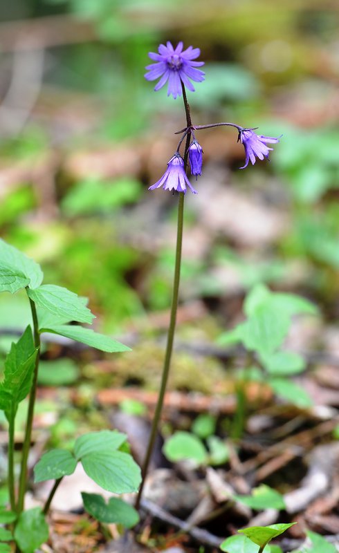 soldanelka horská Soldanella pseudomontana