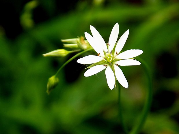 hviezdica prostredná Stellaria media (L.) Vill.