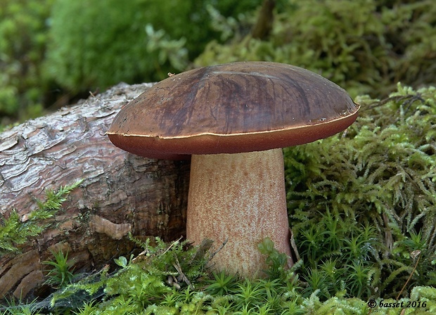 hríb zrnitohlúbikový Sutorius luridiformis (Rostk.) G. Wu & Zhu L. Yang