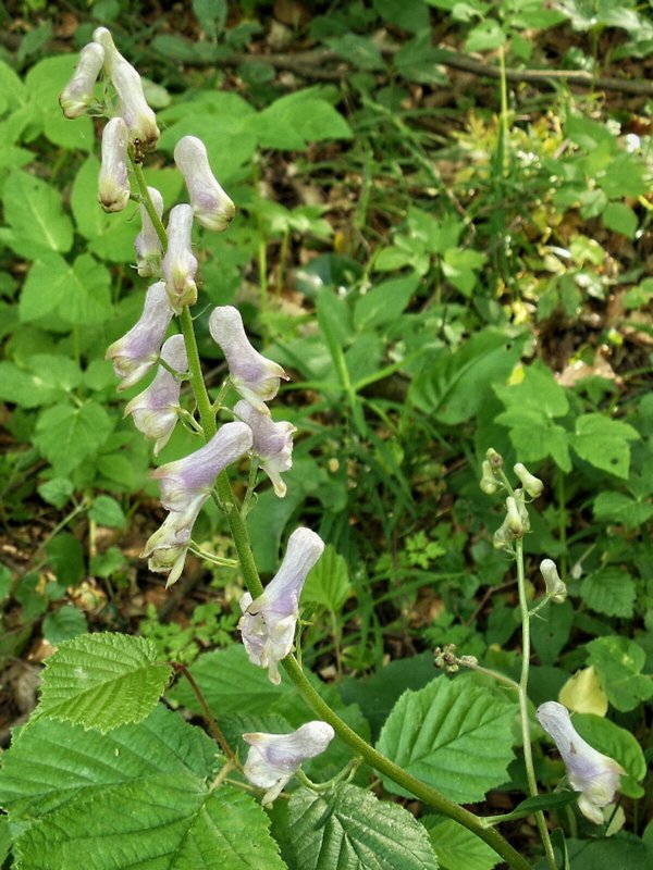 prilbica moldavská Aconitum moldavicum Hacq. ex Rchb.