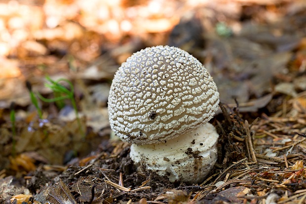 muchotrávka hrubá Amanita excelsa (Fr.) Bertill.