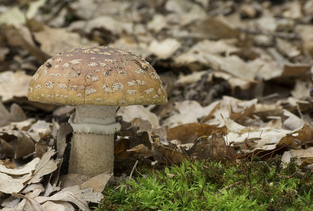 muchotrávka červenkastá Amanita rubescens Pers.