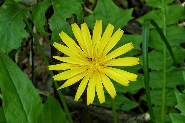 razivka smradľavá Aposeris foetida (L.) Less.