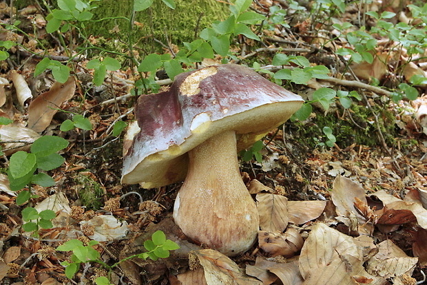 hríb sosnový Boletus pinophilus Pil. et Dermek in Pil.