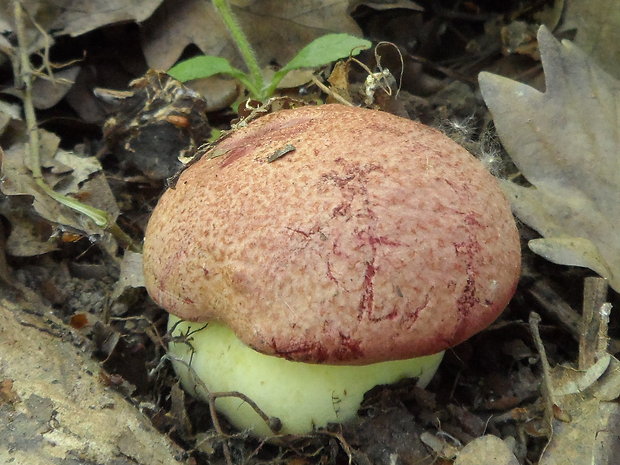 hríb kráľovský Butyriboletus regius (Krombh.) D. Arora & J.L. Frank